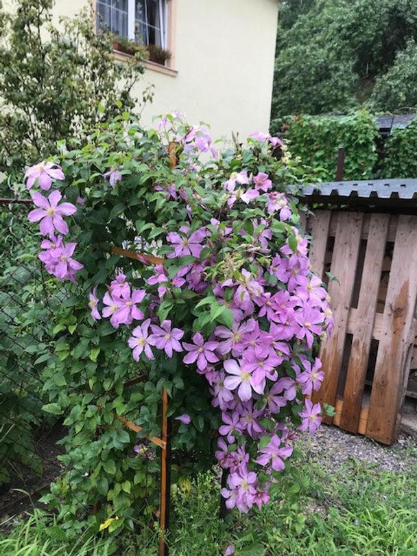 Obrázok blogu