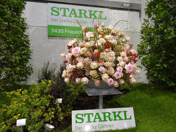 Kvetinová klasika - ruže od STARKLA - Tulln 2021