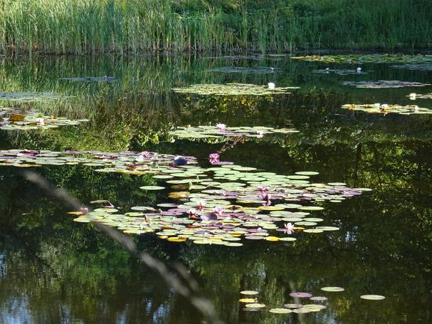Lekná ako z obrazu impesionstov - Tullnské záhrady