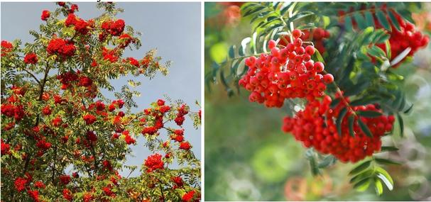 Obr. 9: Jarabina vtáčia (Sorbus acuparia), „pomaranč severu“, významný, u nás pomerne dobre dostupný adaptogén, Zdroje: https://www.zahradnici.sk/index.php?route=product/product&product_id=1168, https://mrazuvzdornepalmy.sk/produkt/ovocne/jarabina-oskorus