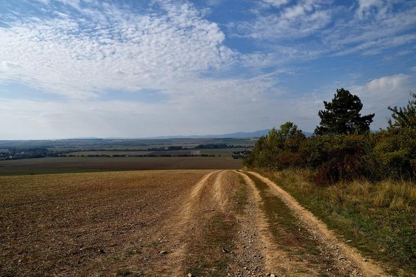 cesta okrajom pola
