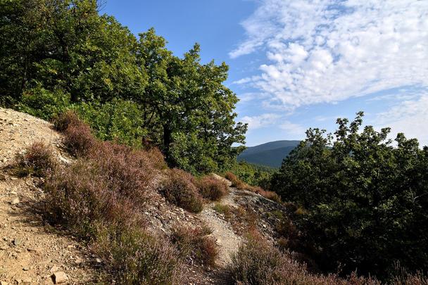 vres v odkvete