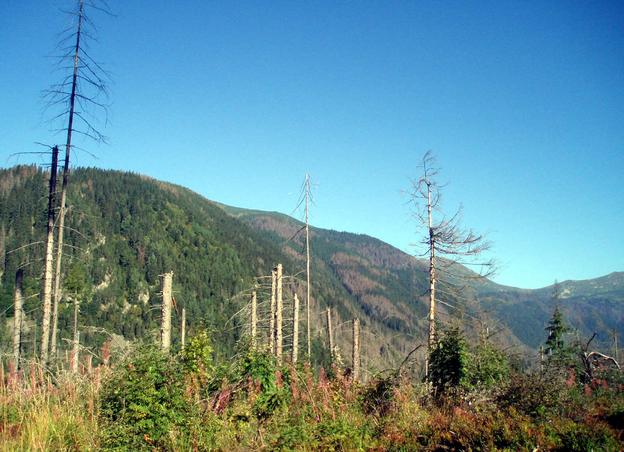 Trees in the Kôprová Dolina valley in the High Tatras mountain range.