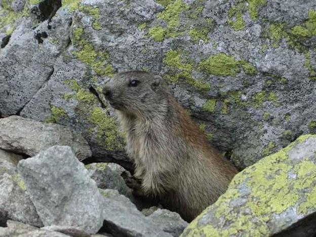 Marmot in Tatra National Park (TANAP)
