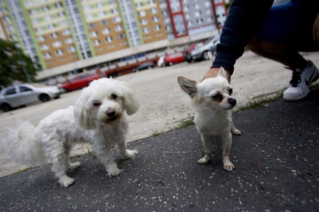 Dogs are frequent inhabitants of housing estates. Illutsrative stock photo