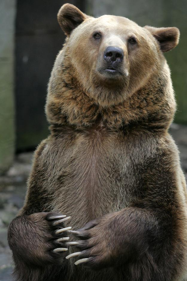 The brown bear, illustrative stock photo.