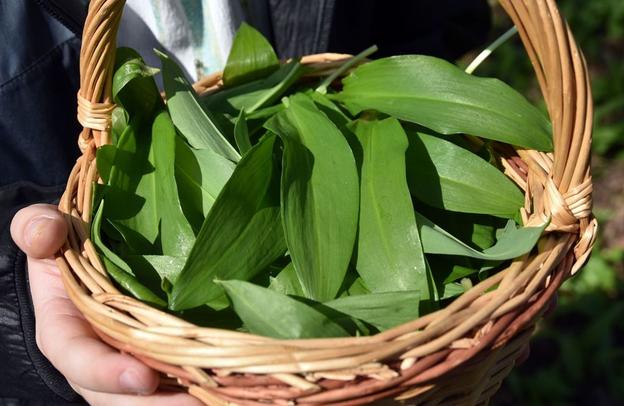 Wild garlic