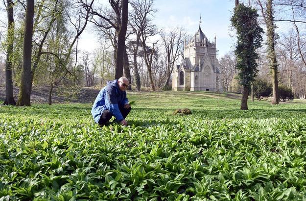 Popularity of wild garlic in Slovakia is increasing.