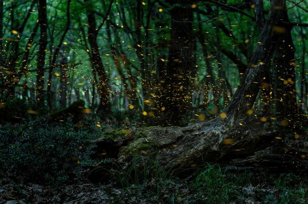 Fireflies in the woods