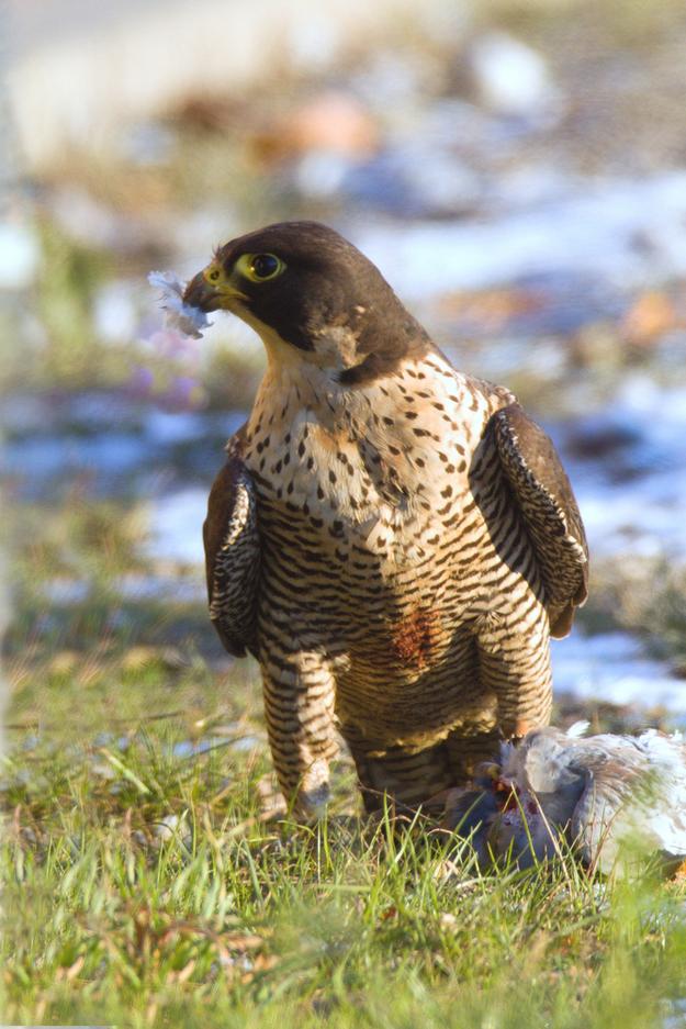 Peregrine falcon