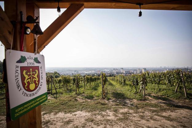 The vineyards above Bratislava.