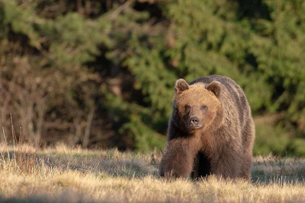 A bear captured in the Tatras National Park in 2020.