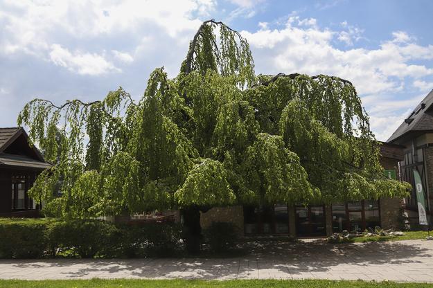 The 70-year old European beech (Fagus sylvatica 'Pendula')from Starý Smokovec nicknamed the Tatra umbrella or the lovers’ tree has been named The Tree of the Year 2021. 