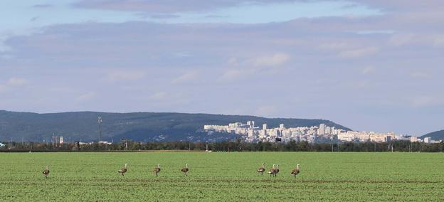 Great bustards, with Bratislava visible in the background.
