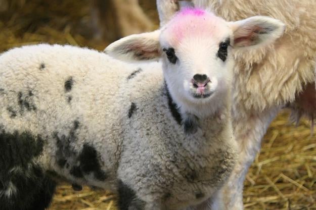 Lamb season has begun in Slovakia