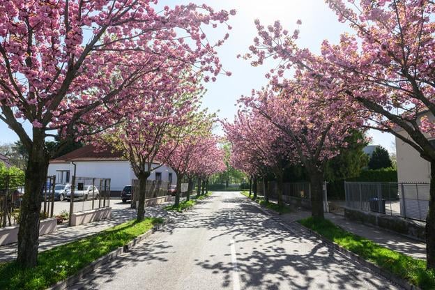 Blooming Japanese cherry in Nitra.