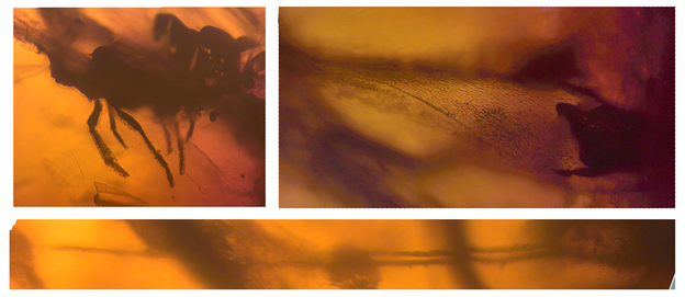 Details of the insect inclusion in the amber.