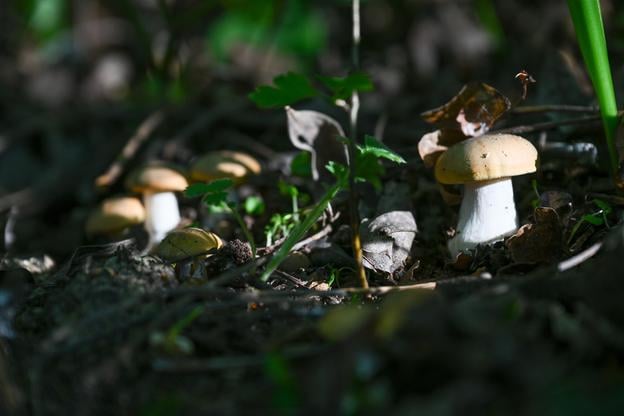 St. George's mushrooms above the village of Lubina in the Nové Mesto nad Váhom district, western Slovakia.