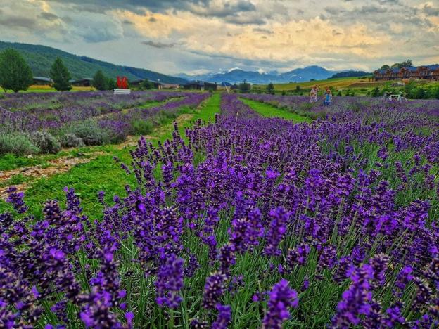 A lavender field in the Valča Valley.