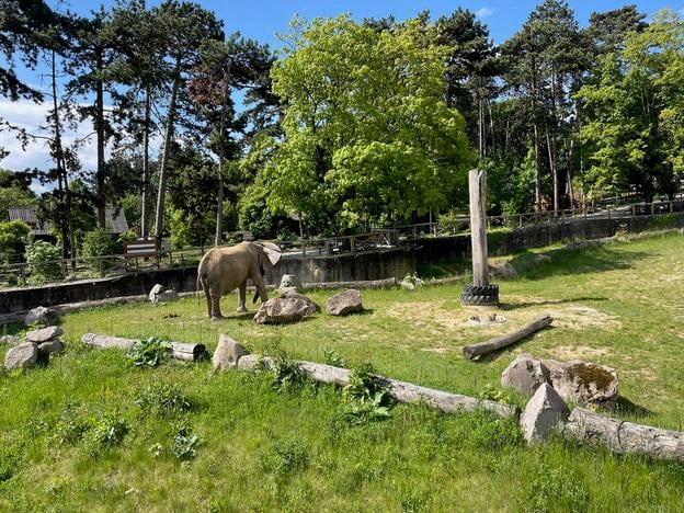 The Bojnice Zoo in western Slovakia reopened on Monday after foot-and-mouth disease restrictions were eased. Animal imports into farms in the Trenčín, Žilina, Banská Bystrica, Prešov, and Košice Regions are now permitted. Zoos and other animal exhibition facilities in these regions may also reopen, though visitors must undergo disinfection and are not allowed to touch or feed the animals. The restrictions remain unchanged in the Bratislava, Trnava, and Nitra Regions.