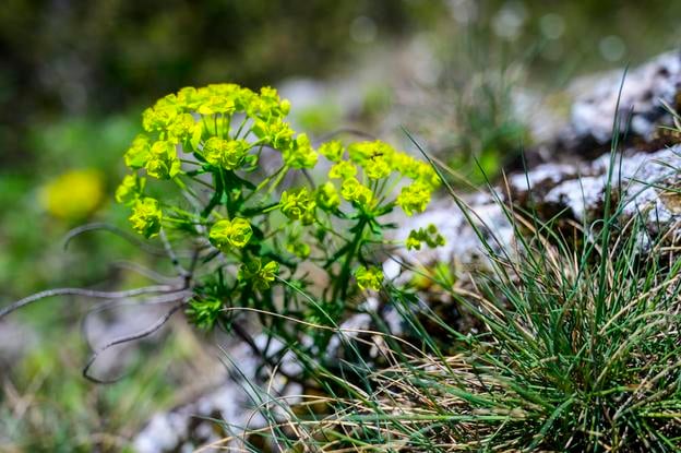 Молочай кипарисовий (Euphorbia cyparissias) біля села Каменіца, східна Словаччина.