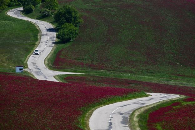 A winding road through clover fields beneath Černecký Hill near the village of Sobotište, Senica District, Trnava Region, on Wednesday, 14 May 2025.