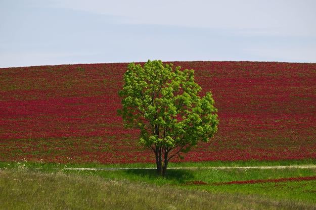 A tree standing between fields of blooming shamrock under the Černecký Vrch hill above the village of Sobotište, Trnava Region.