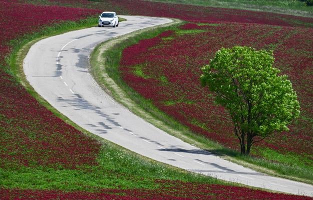 Дерево посеред поля квітучої конюшини під пагорбом Černecký vrch біля села Sobotište, Трнавський край.