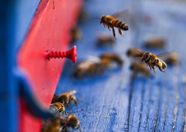 Honeybees return to their hive on World Bee Day at the U Valenčíkov settlement in Lubina, Trenčín Region, on Tuesday, 20 May 2025.