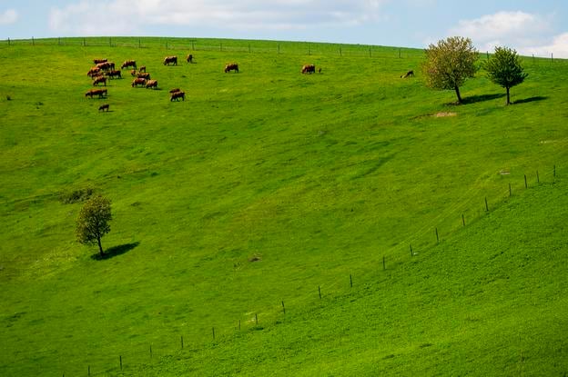 Cows near the village of Rožkovany in the Sabinov district.