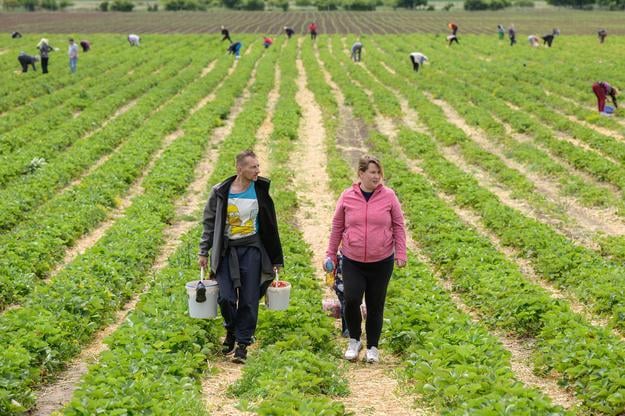 Pick-your-own strawberries in Žabokreky nad Nitrou, Partizánske District, on Thursday, 29 May 2025.