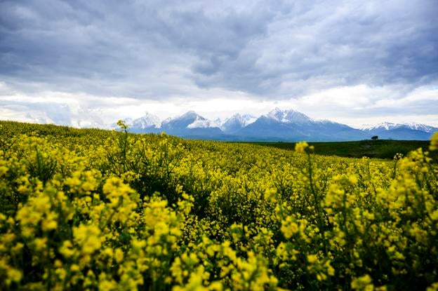 Flowering rapeseed with the High Tatras in the background.