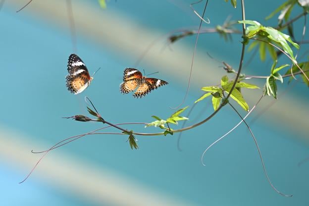 The leopard lacewing (Cethosia cyane).