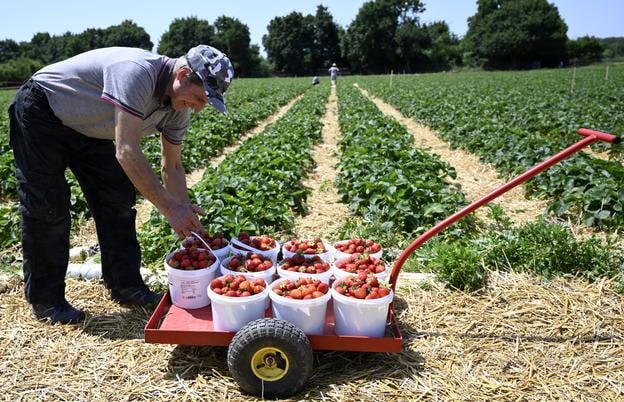 Strawberry picking on the plantation in Močarany, a local district of Michalovce, on June 5, 2025.