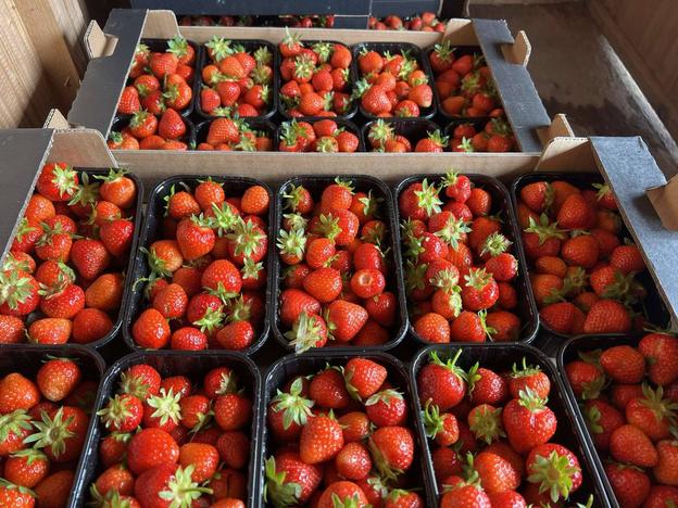 Збір полуниці Abony Fruit у травні.
