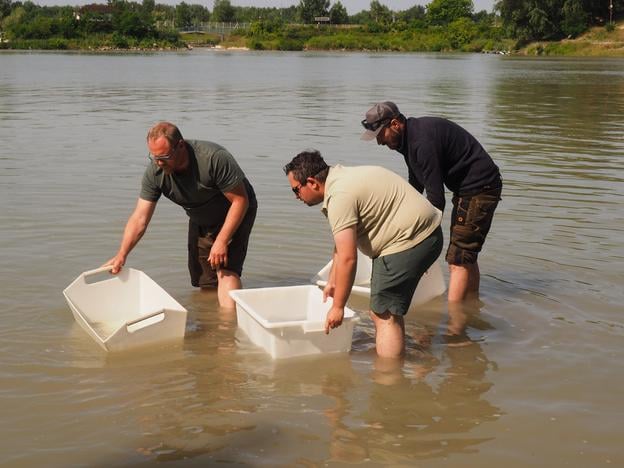 Fishermen released sterlets into the Old Danube in the Bratislava district of Čunovo on Thursday, 12 June 2025. A total of 15,000 sterlets were released into the river over the course of Wednesday.