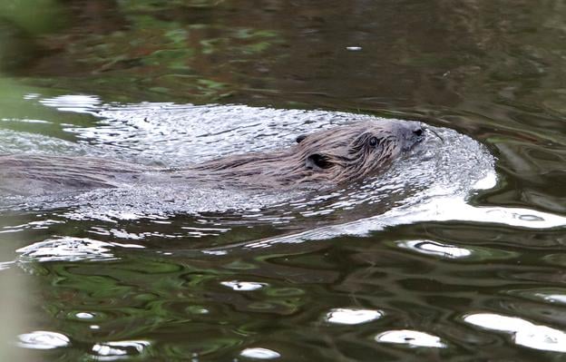 A Eurasian beaver in the Zolná stream in the village of Lieskovec, Zvolen district, central Slovakia, on Wednesday, 16 April 2025.