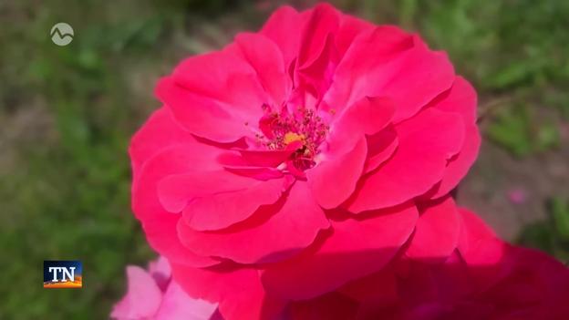 Among the 700 varieties and thousands of blooming bushes at the arboretum in Zvolen, central Slovakia, roses are currently stealing the show.