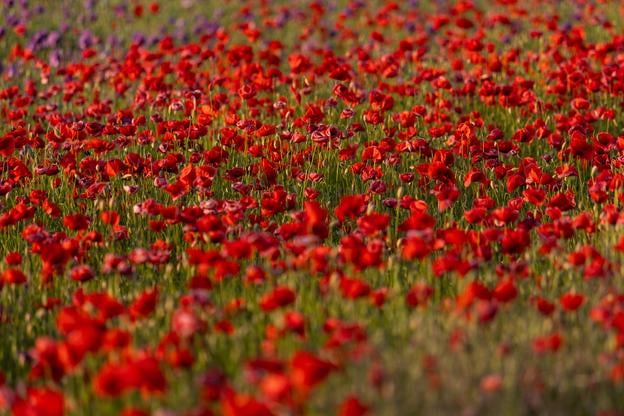 Blooming common poppies and red corn poppies in a field near the town of Rajec, Žilina district, on Thursday, 12 June 2025.