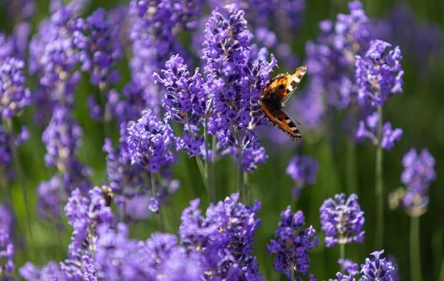 The European peacock sitting on flowering common lavender in the village of Višňové in the Žilina district in northern Slovakia.