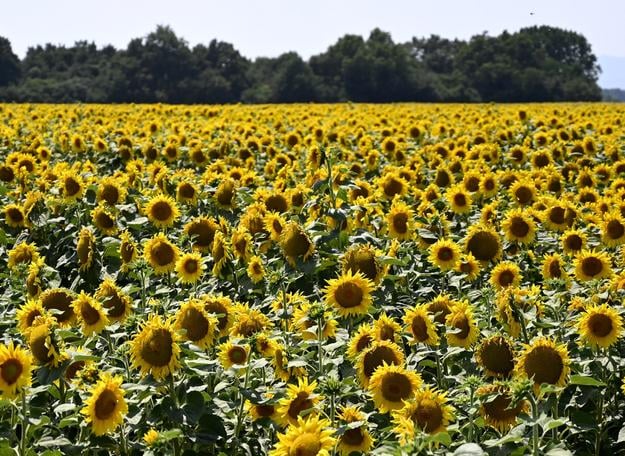 Common sunflowers on the field near the village of Horovce in the Michalovce district in eastern Slovakia.