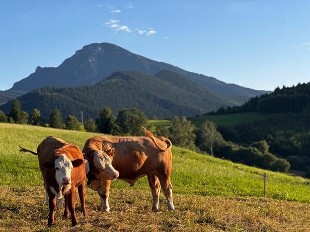 Cows on the pasture in the village of Pokryváč in northern Slovakia, with the Choč peak in the background.