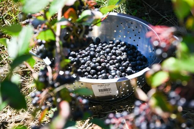 Black chokeberry (aronia) fruits in a bowl during a self-pick event in the orchards in Moravské Lieskové, Nové Mesto nad Váhom district, on Friday, 8 August 2025.