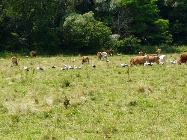 Storks and cows near the village of Habura.