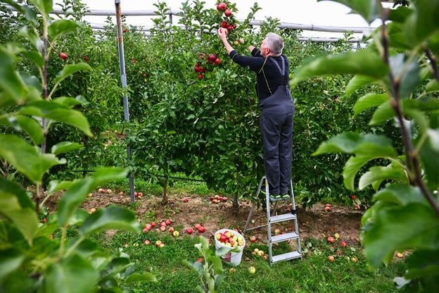 Bringing in the harvest: Apples being picked in the orchards of the agricultural cooperative in Čachtice, Nové Mesto nad Váhom district, on September 23, 2025. (TASR)