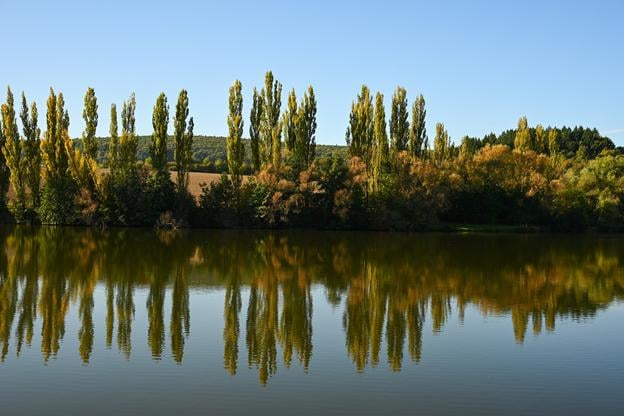 Ліс у селі Krajné.