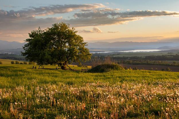 A 150-year-old wild apple tree from Žiar in the Liptovský Mikuláš district has claimed the Tree of the Year title.