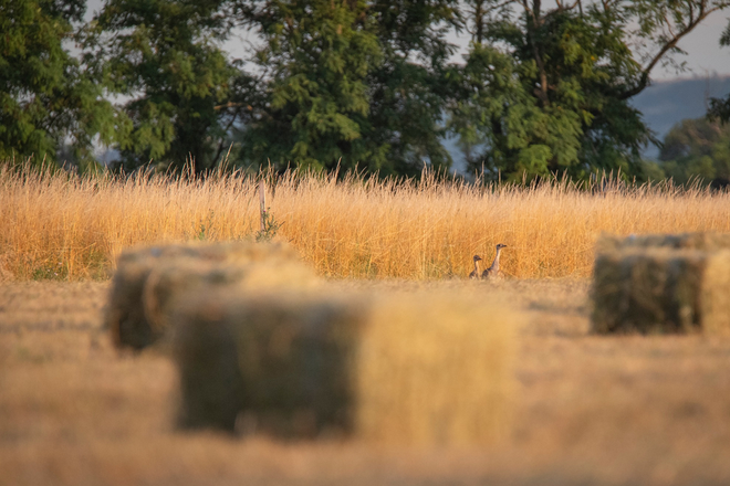A great bustard and her chick, pictured near Bratislava.