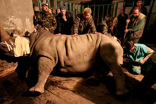 Ada the rhino underwent artificial insemination on January 26..