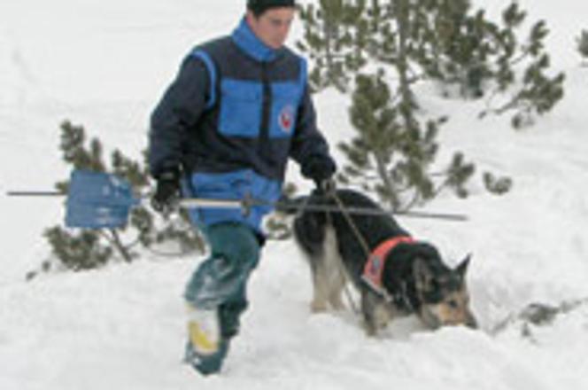 Avalanche rescue dog, illustrative stock photo